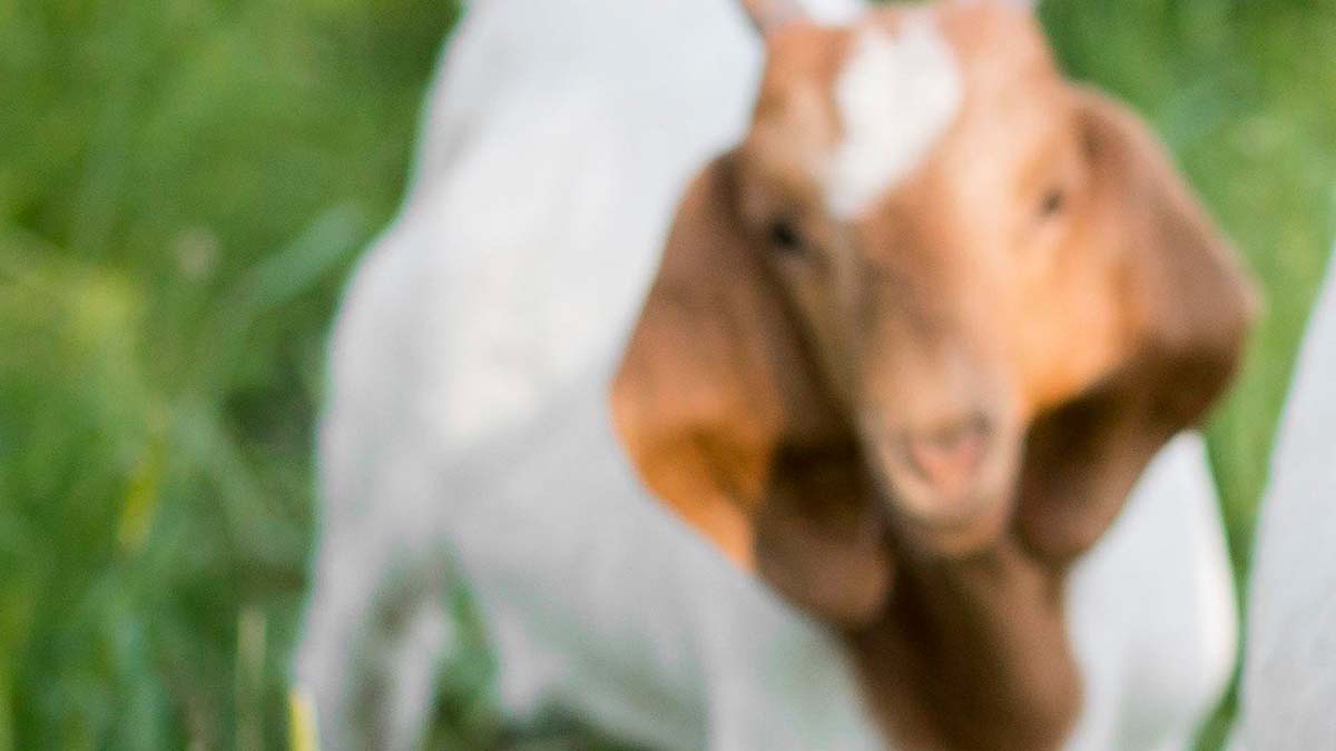 capretta uccisa a calci da un gruppo di ragazzi anagni